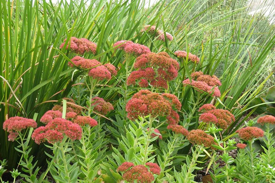 Contemporay-garden-14-ll-English-cottage-paving-style-ll-Grassy-landscape-ll-Fynbos-l