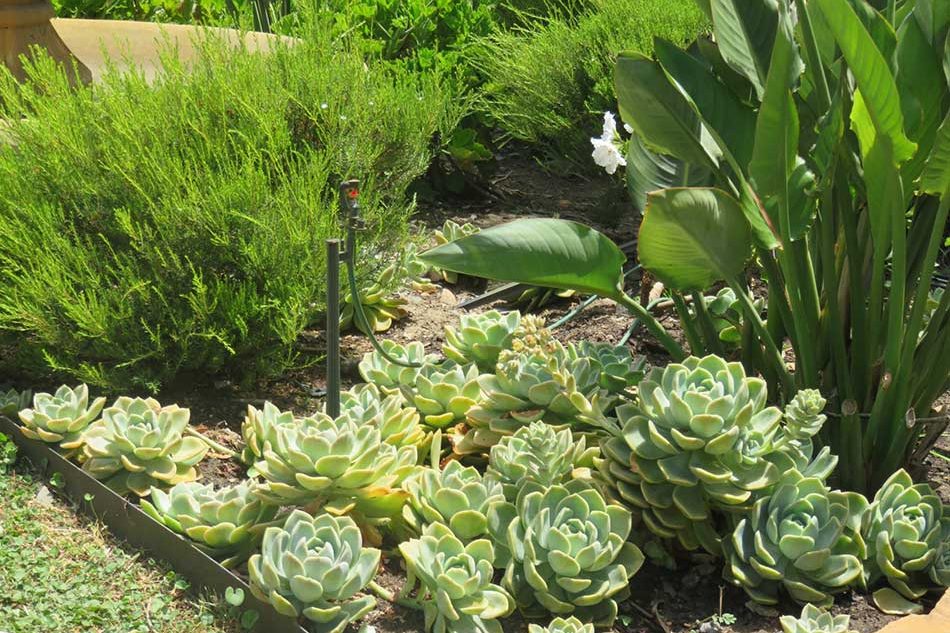 English-cottage-garden-03-ll-Indigenous-garden-ll-succulent-hedge-ll-Water-feature-ll-Contemporary-landscape-ll-landscaping-Hout-bay--(3)