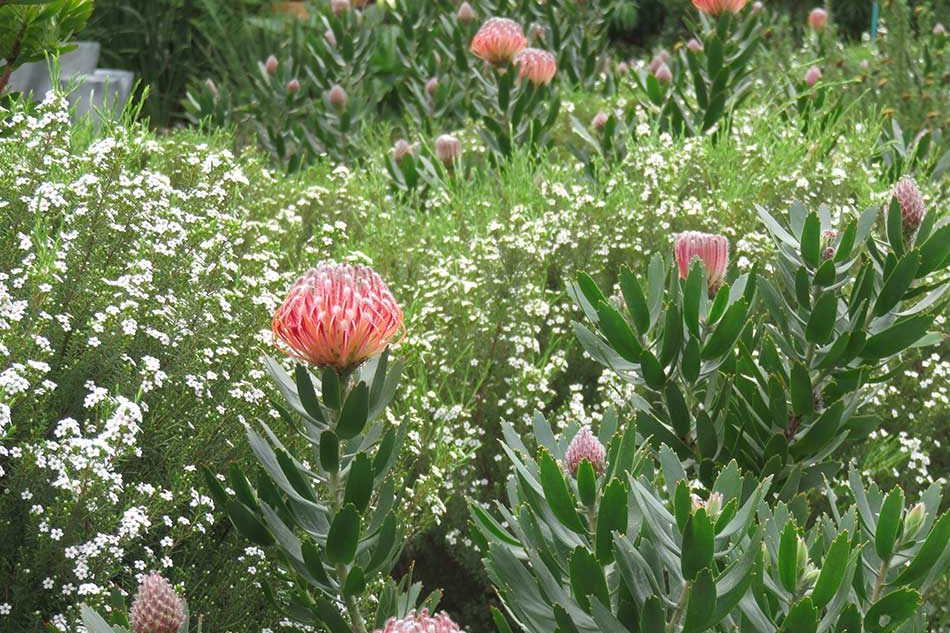 Landscaping-Hout-bay-11-ll-Cape-Indigenous-landscape