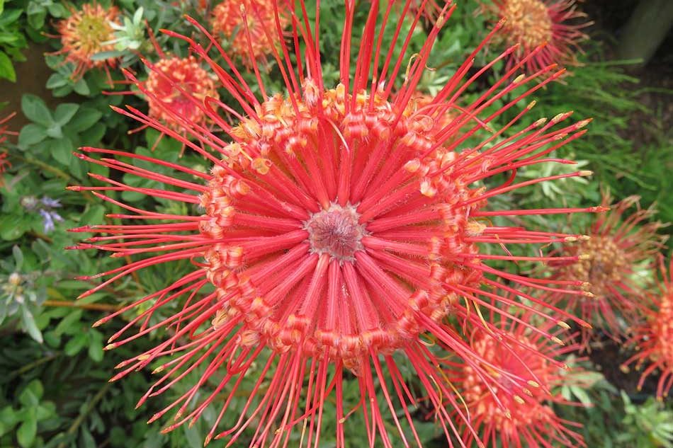 Landscaping-Llandudno-04-ll-Coastal-garden-ll-Indigenous-fynbos-ll-waterwise-landscape-(2)